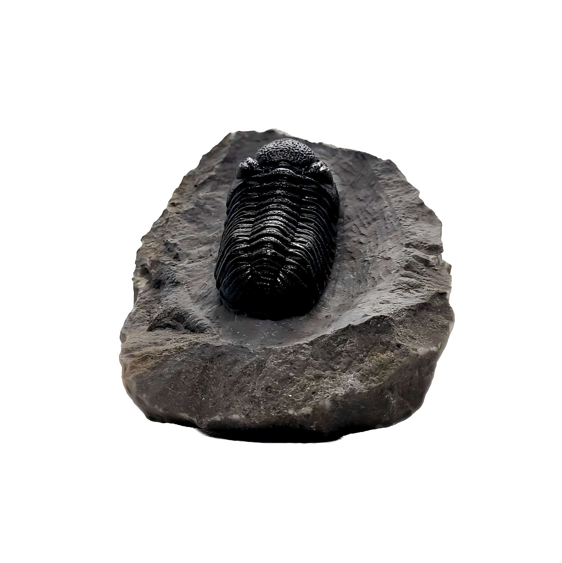 Authentic Phacops rana Trilobite from Mount Ofaten near Alnif City, Morocco Professional Preparation - Gem City Rocks