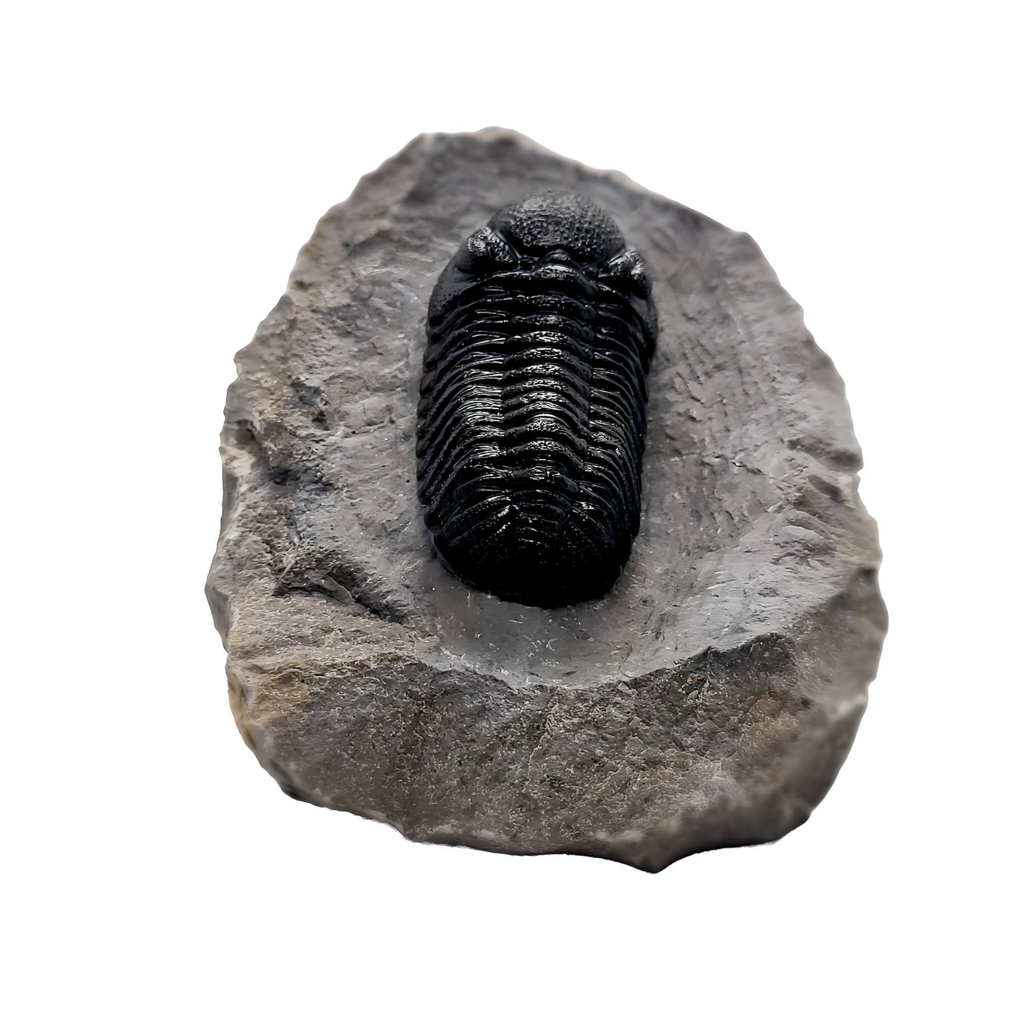 Authentic Phacops rana Trilobite from Mount Ofaten near Alnif City, Morocco Professional Preparation - Gem City Rocks