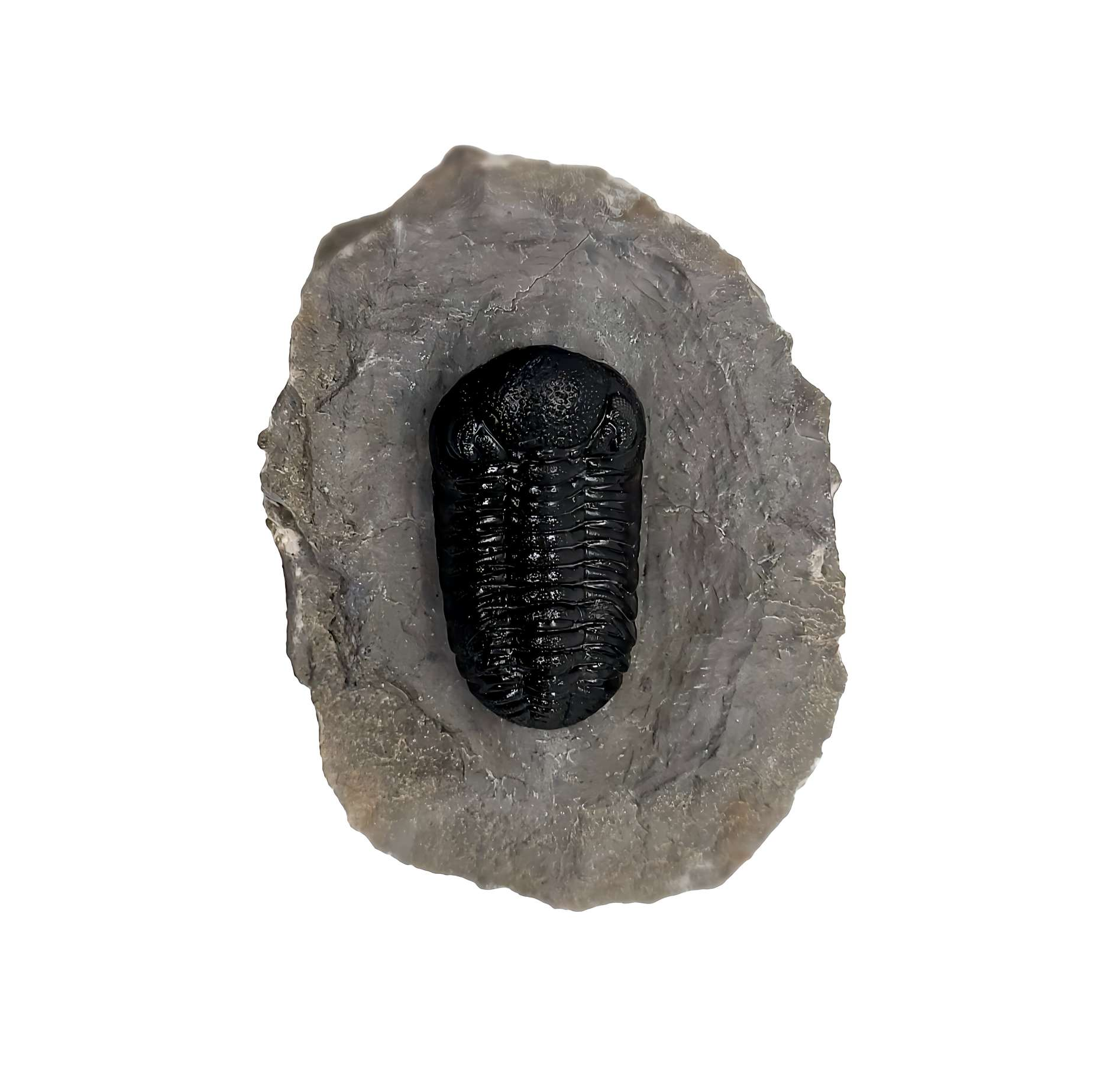 Authentic Phacops rana Trilobite from Mount Ofaten near Alnif City, Morocco Professional Preparation - Gem City Rocks