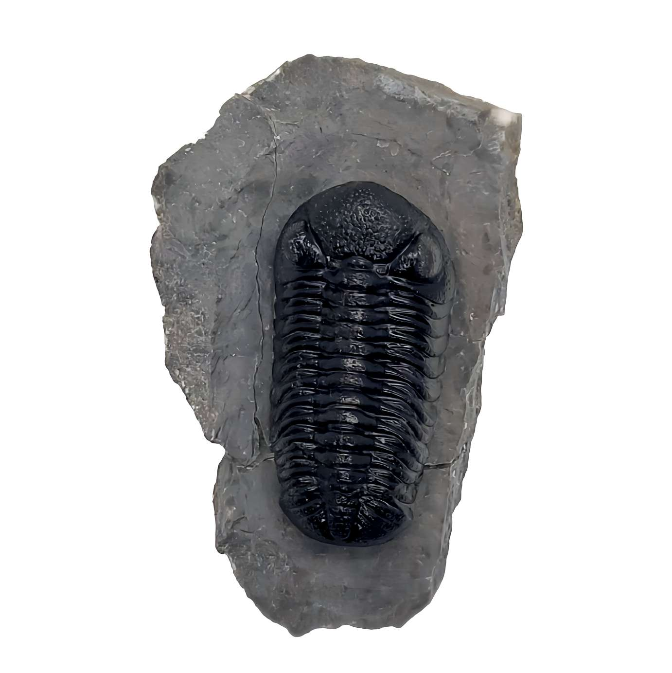 Phacops rana Middle Devonian trilobite from Mount Ofaten in Morocco Professionally Prepared - Gem City Rocks