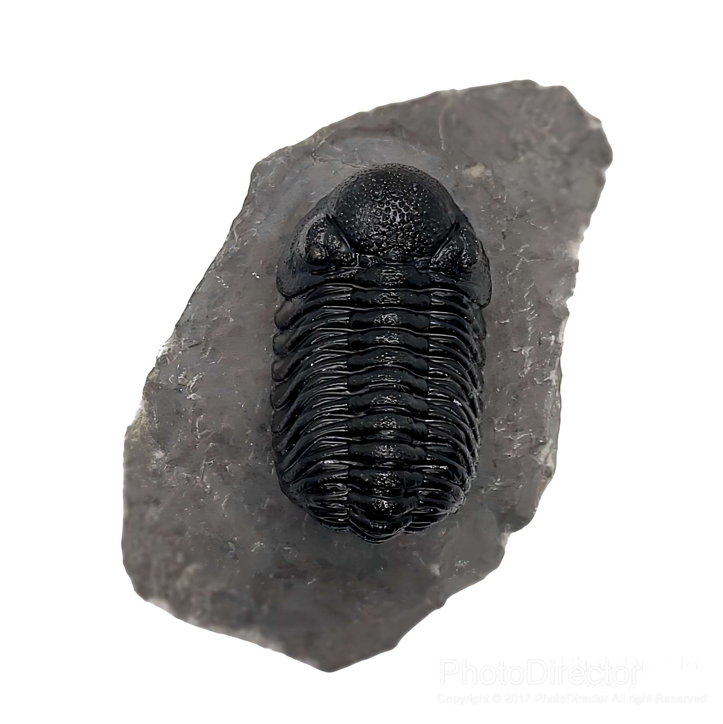 Phacops rana Trilobite Mount Ofaten Morocco Professional Preparation - Gem City Rocks