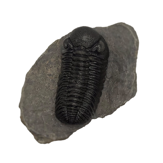 Phacops rana Trilobite Mount Ofaten Morocco Professional Preparation