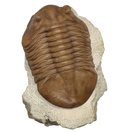 Ordovician Trilobite from St. Petersburg Russia Fossil hypostome - Gem City Rocks