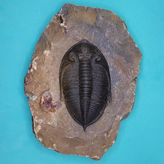 Zlichovaspis Trilobite Devonian Period of Morocco Professional Preparation